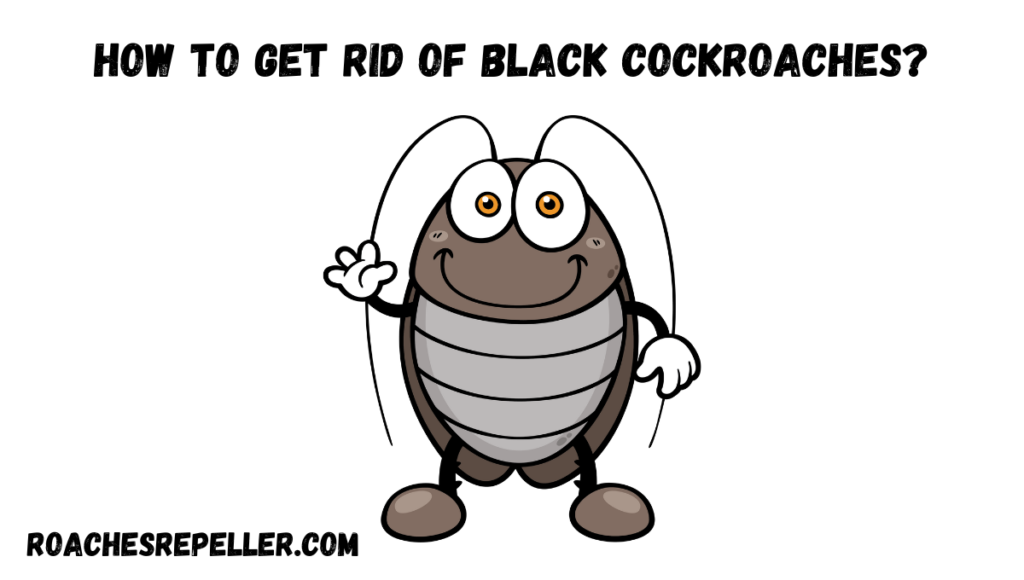 How to Get Rid of Black Cockroaches