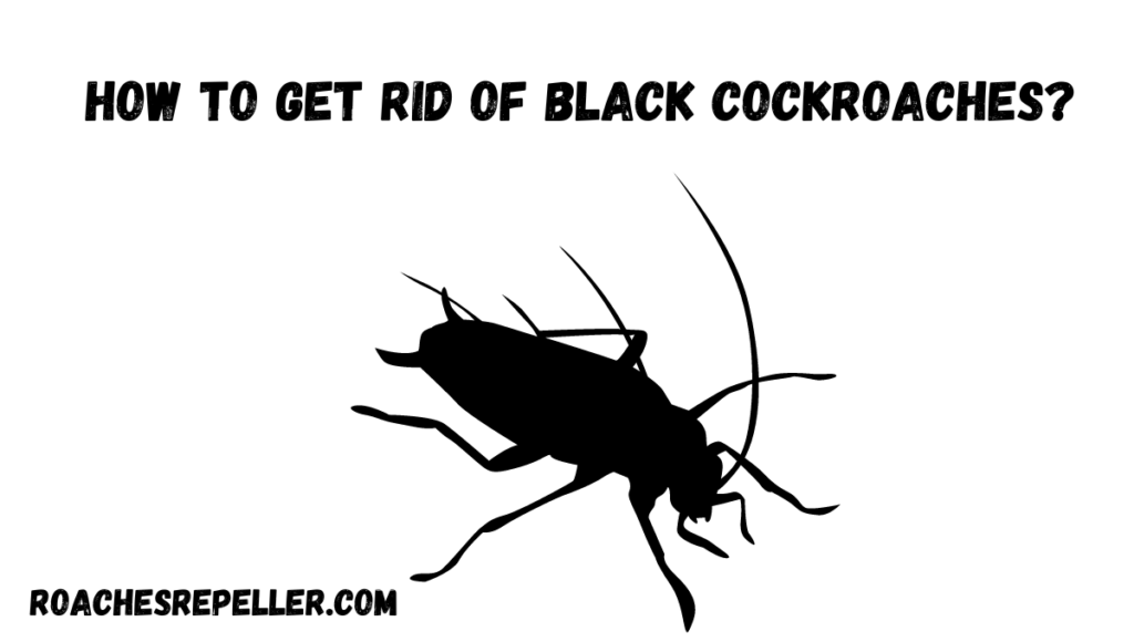 How to Get Rid of Black Cockroaches