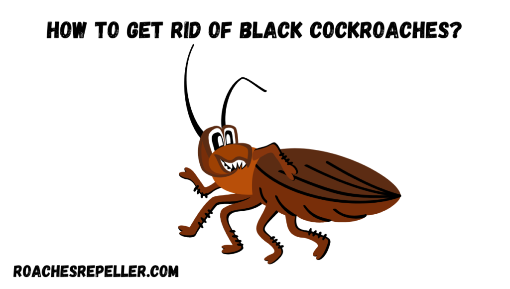 How to Get Rid of Black Cockroaches