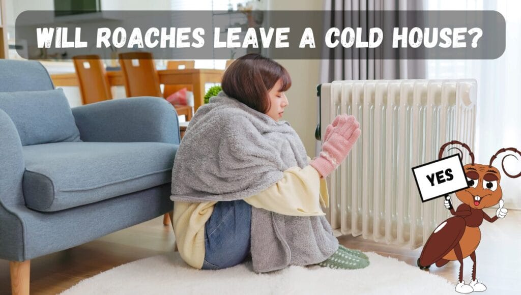 Will Roaches Leave A Cold House