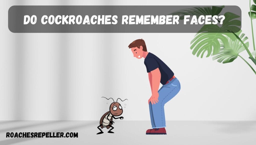 Do Cockroaches Remember Faces